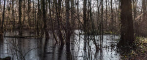 Bomenwandeling Gaasperplaspark