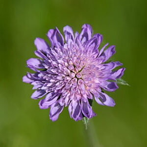 Inheemse planten in onze tuinen?