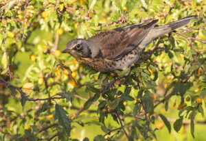 Koperwiek en kramsvogel