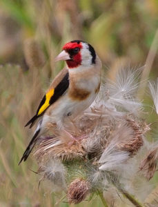 De putter of distelvink